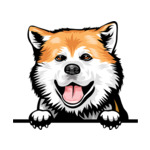 Light Brown Animal-Dog-Akita-8jjj4rf-Color-Peeking