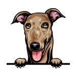 Brown Animal-Dog-Greyhound-8jjj4rfff-Color-Peeking