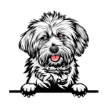 White Animal-Dog-Lhasa-Apso-6577g44a-Color-Peeking