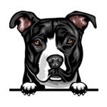 Black Animal-Dog-Pit-Bull-kmffeabfdyr-Color-Peeking