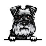 Grey Animal-Dog-Schnauzer-6yhkmb-Color-Peeking