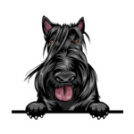 Black Animal-Dog-Scottish-Terrier-mffeabfdyr-Color-Peeking