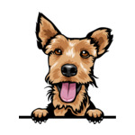 Light Brown Animal-Dog-Welsh-Terrier-kmffeabfdyr-Color-Peeking