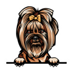 Light Brown Animal-Dog-Yorkie-8ujjnyrz-Color-Peeking