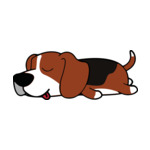 Mix Beagle1