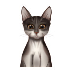 Sphinx Cat--(6)