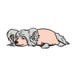 Gray Chinese-Crested