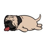 Brunette English-Bulldog2