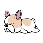 Mix Frenchie