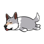 Gray Husky