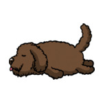 Brown Labradoodle