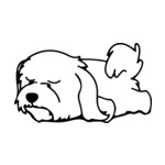 White Maltese