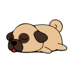 Mix Pug(1)