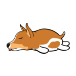 Mix Rat-Terrier
