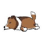 Mix Shetland-Sheepdog