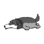 Gray saluki